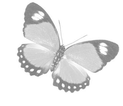 Butterfly with its wings spread