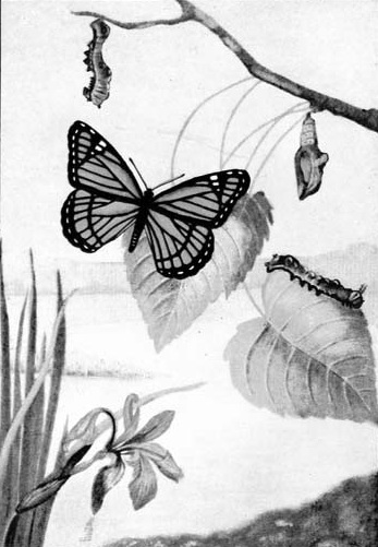 Illustration of a butterfly, chrysalises, and a caterpillar among branches and leaves