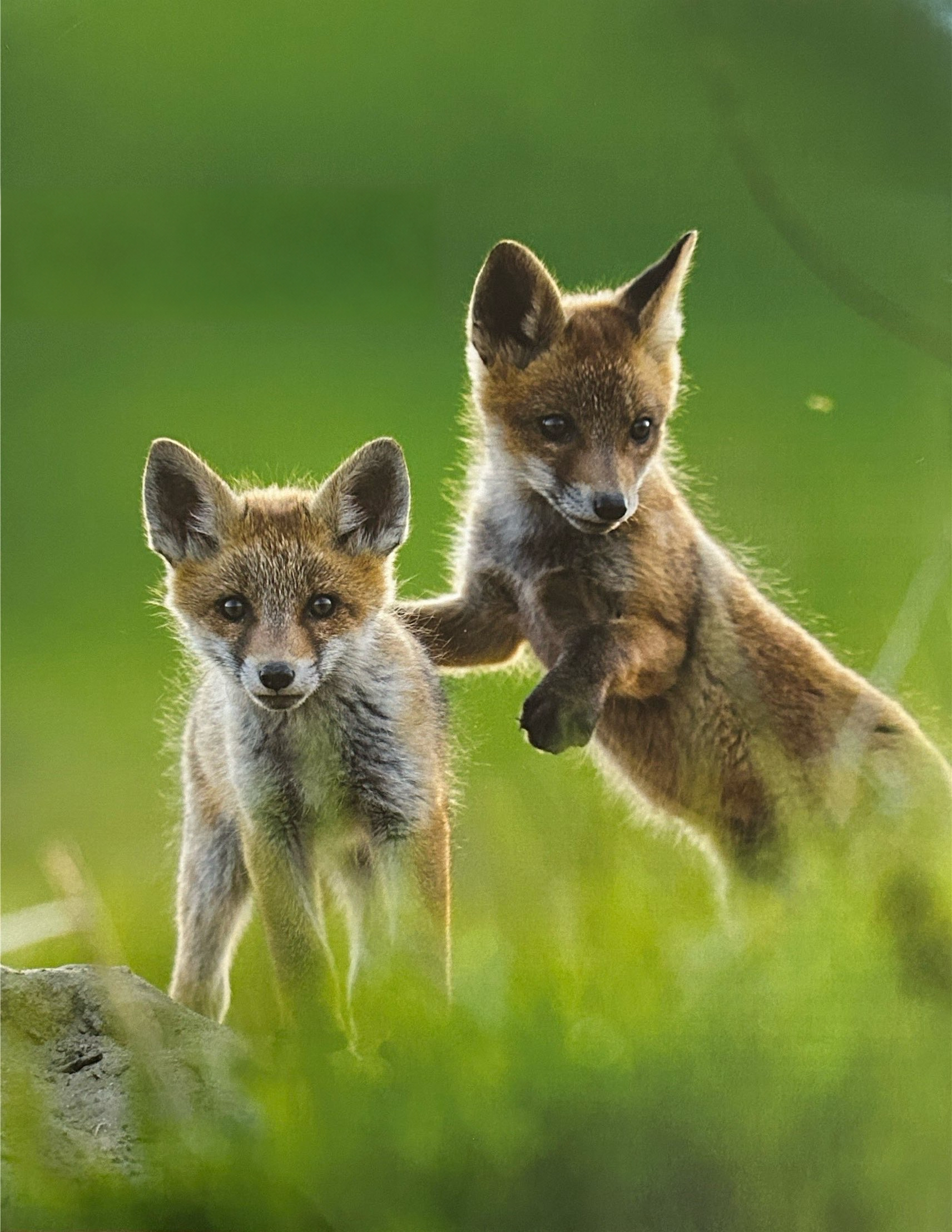 Two young foxes among green grass beside a rock.