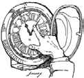 A hand holding an open pocket watch