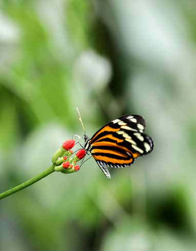 An orange-and-black butterfly perched beside red berries