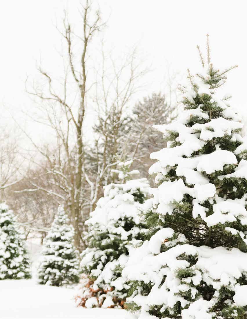 Snow-covered evergreen trees