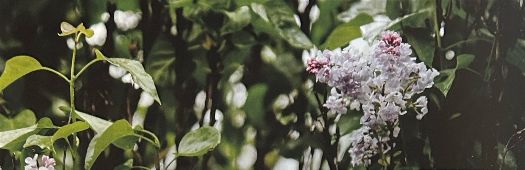 Pale lilac blossoms among green leaves.