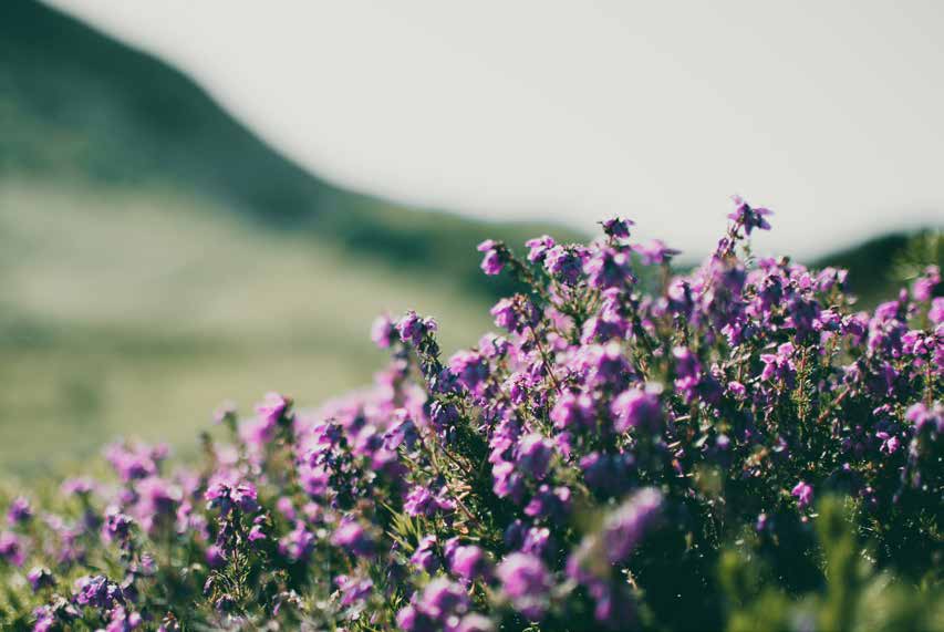 Small purple flowers against soft-focus green hills