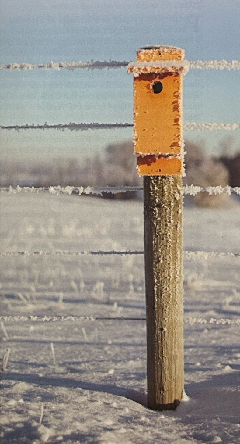 Yellow birdhouse on a frost-covered fence post in a snowy field.