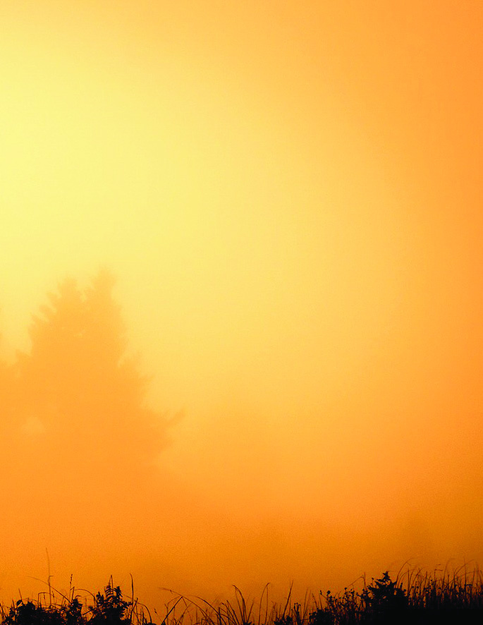 Golden sunlight over a dark grassy horizon