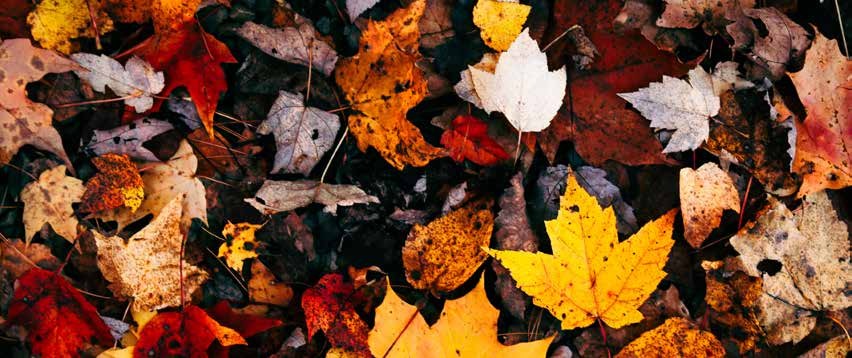 Colorful autumn leaves scattered across the ground