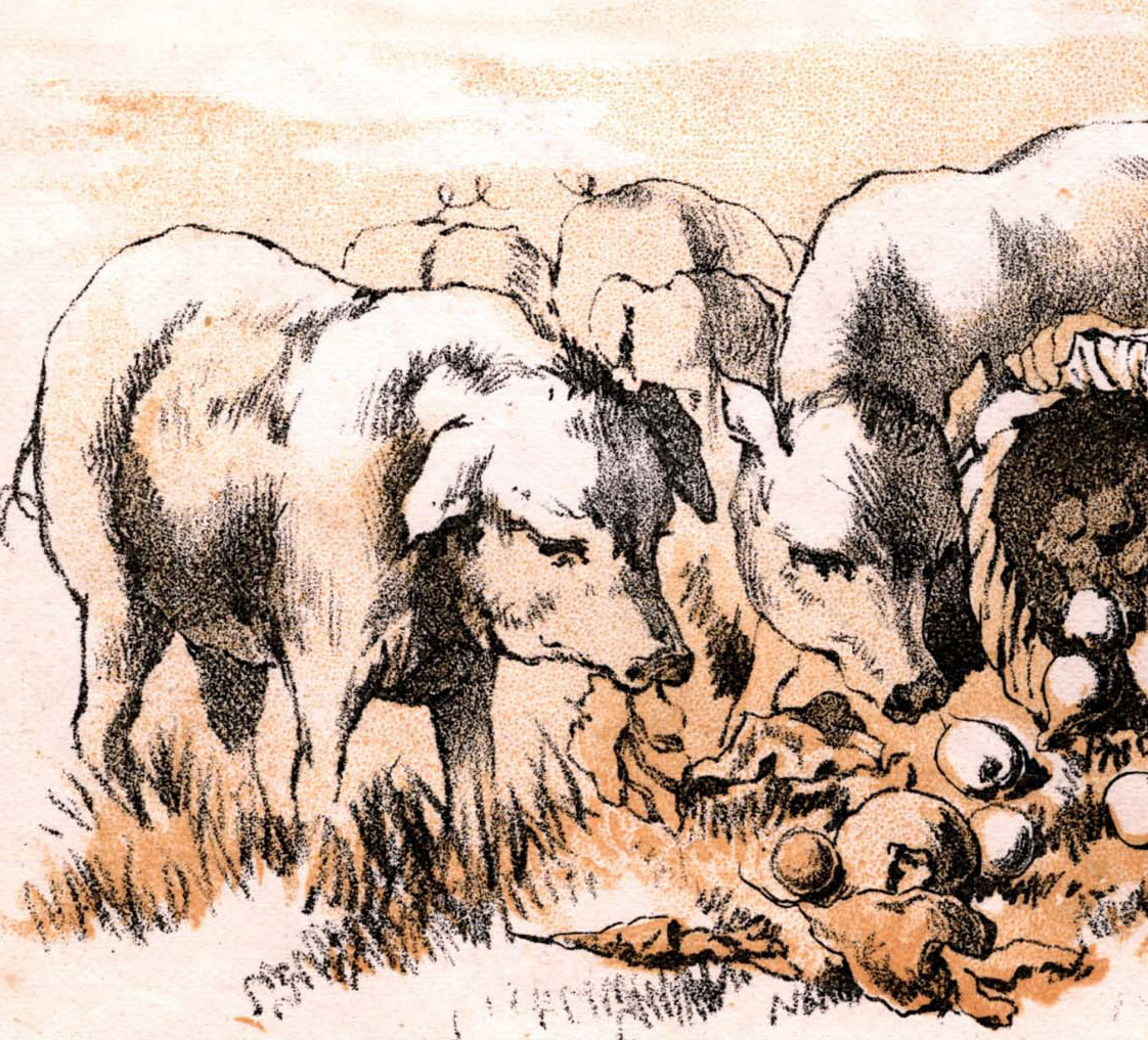 Pigs gathered around food beside a crouching man