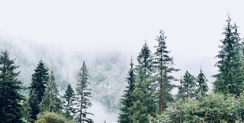 A misty evergreen forest in a mountainous landscape
