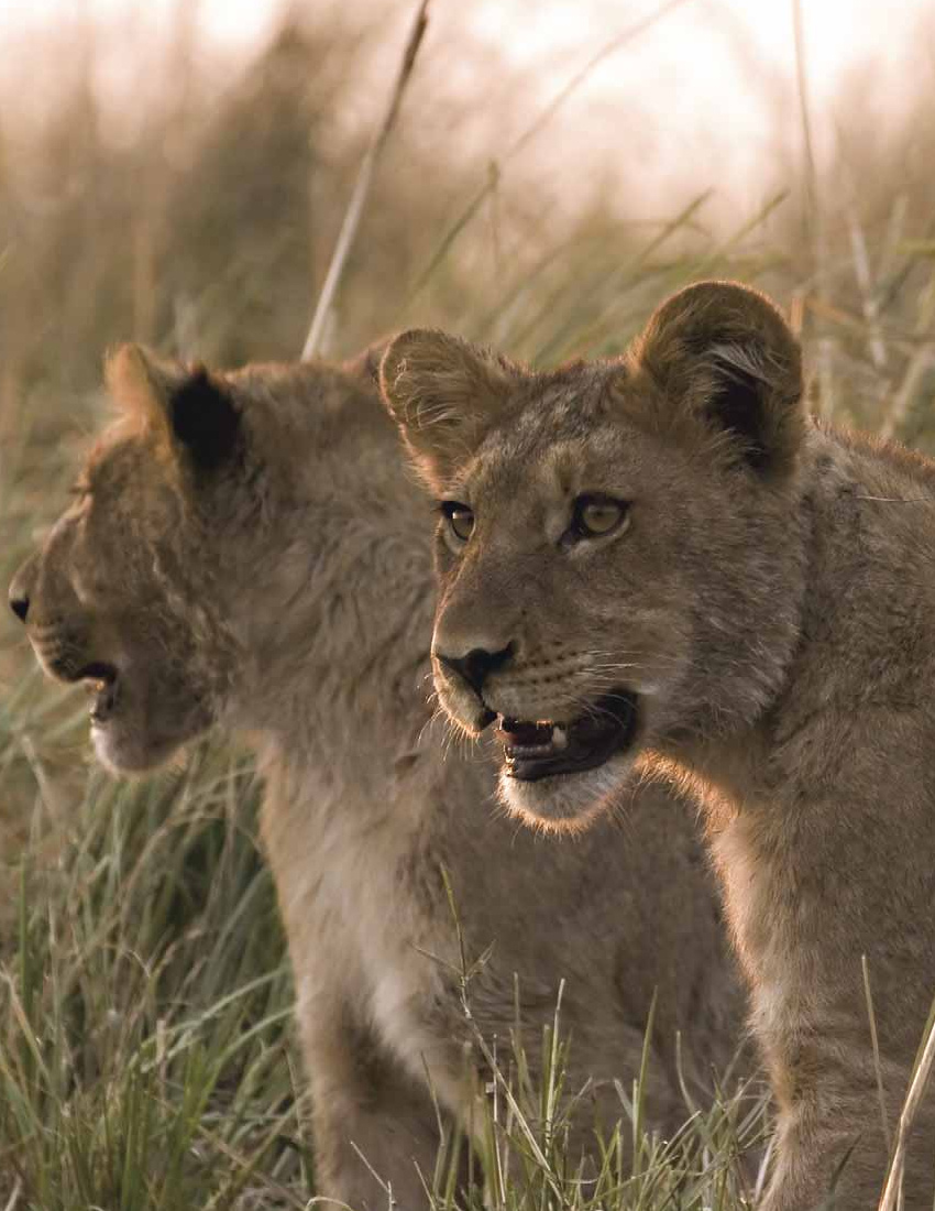Two young lions standing in grass