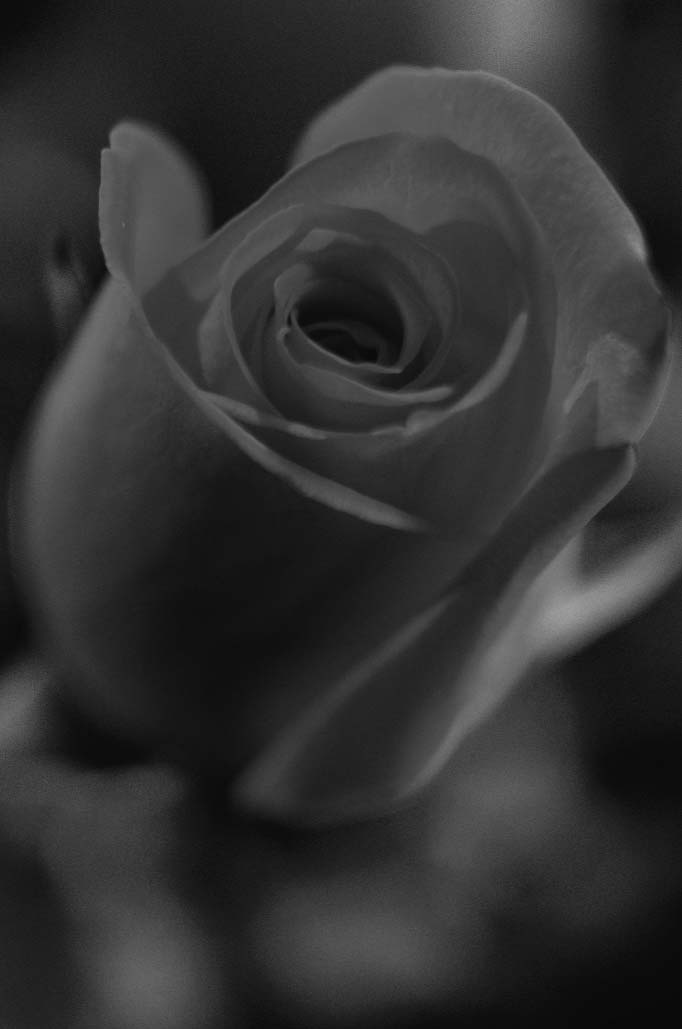 A close-up of a rose.