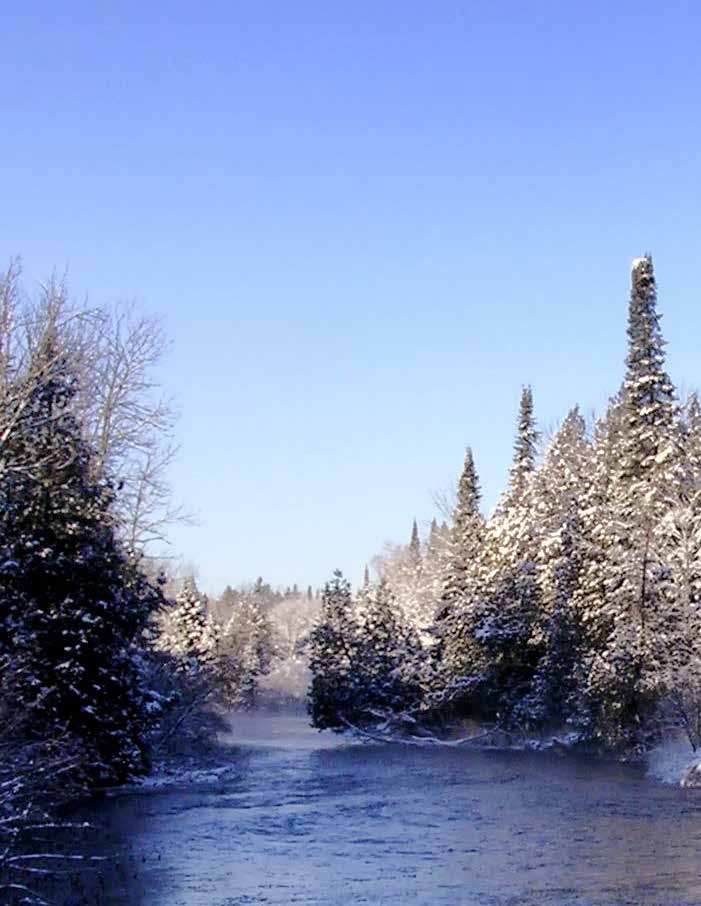 Snow-covered evergreens beside a narrow creek