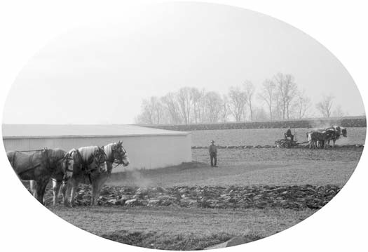 Team of workhorses standing in a plowed field