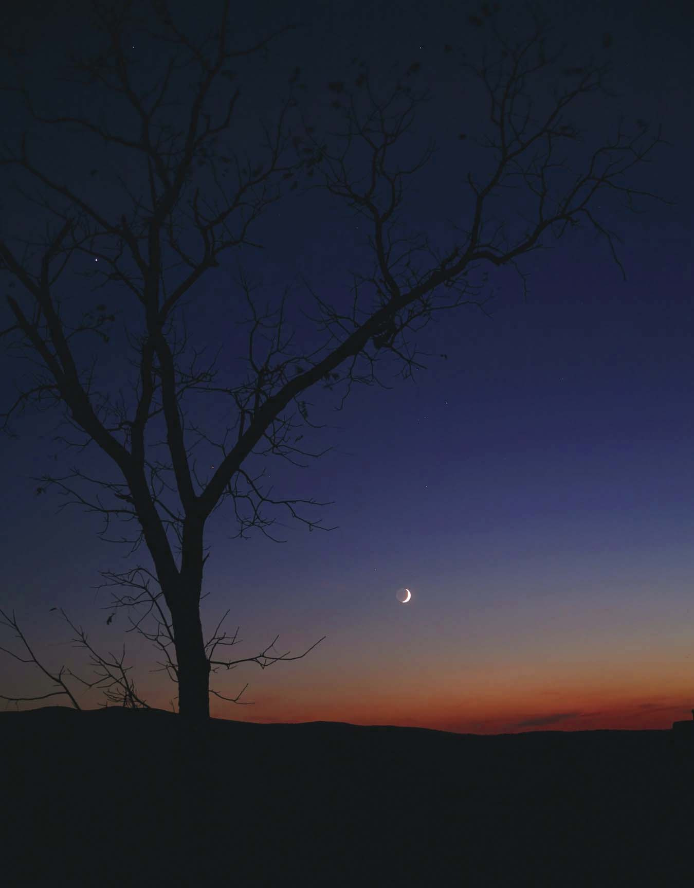 A silhouetted tree beneath a crescent moon at twilight