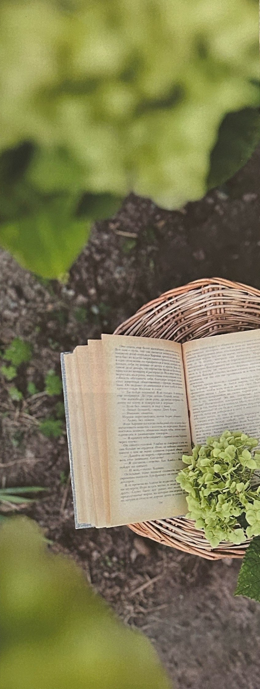 An open book and green flowers rest on a wicker basket beside a tree.