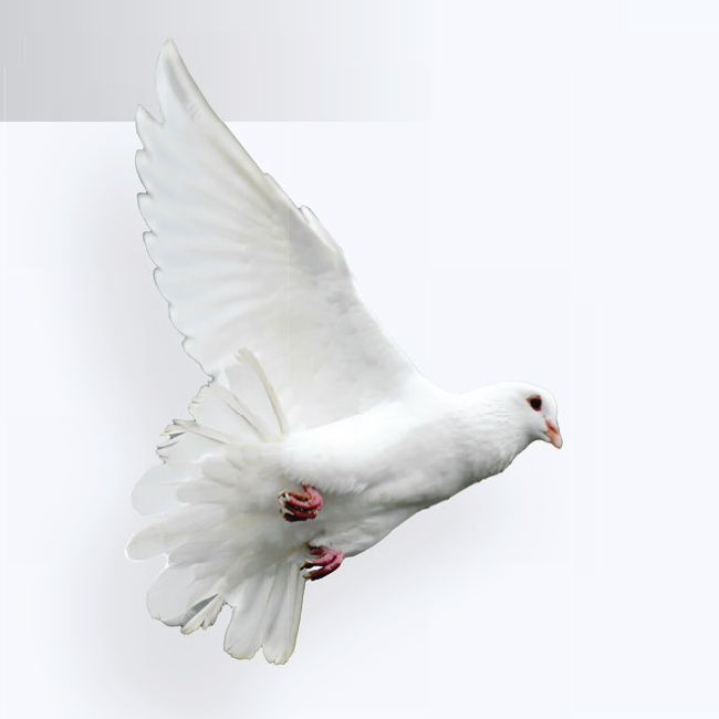 A white dove flying against a blue sky