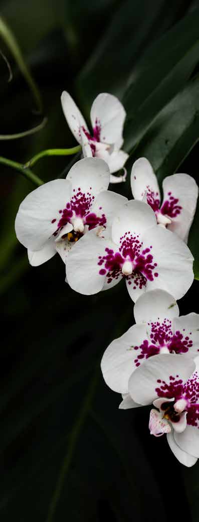 White orchids with purple centers
