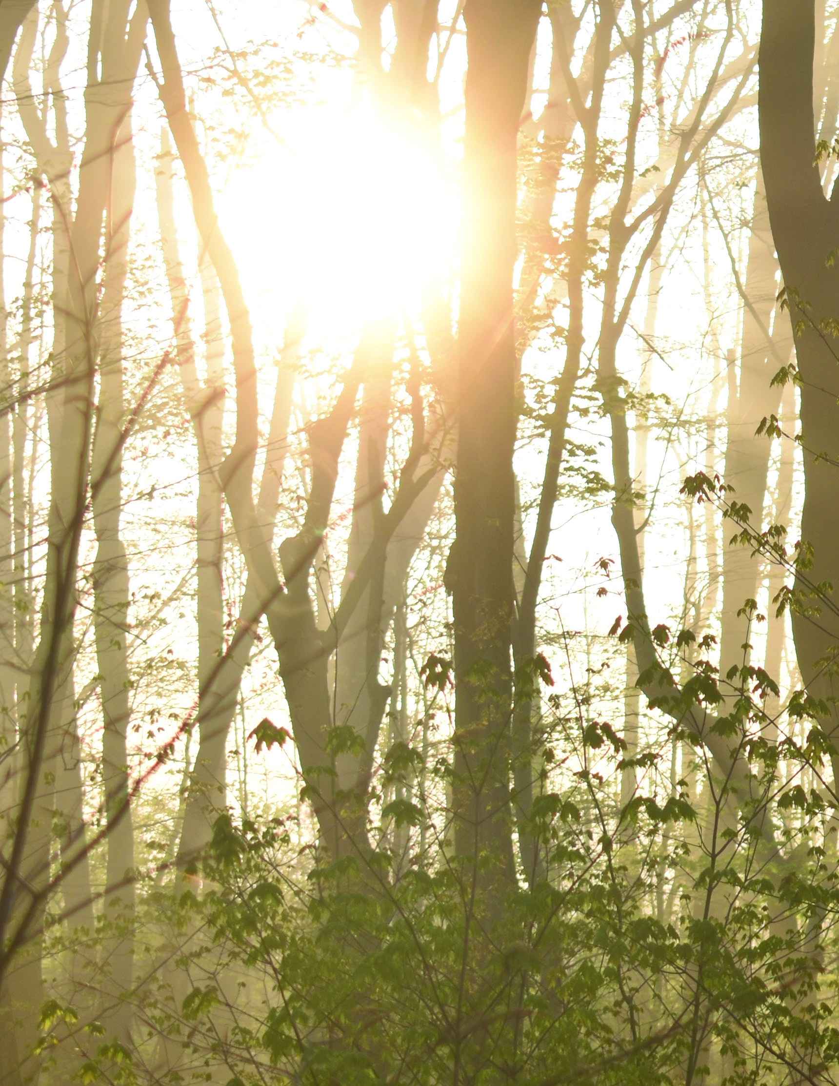 Sunlight streaming through a leafy forest