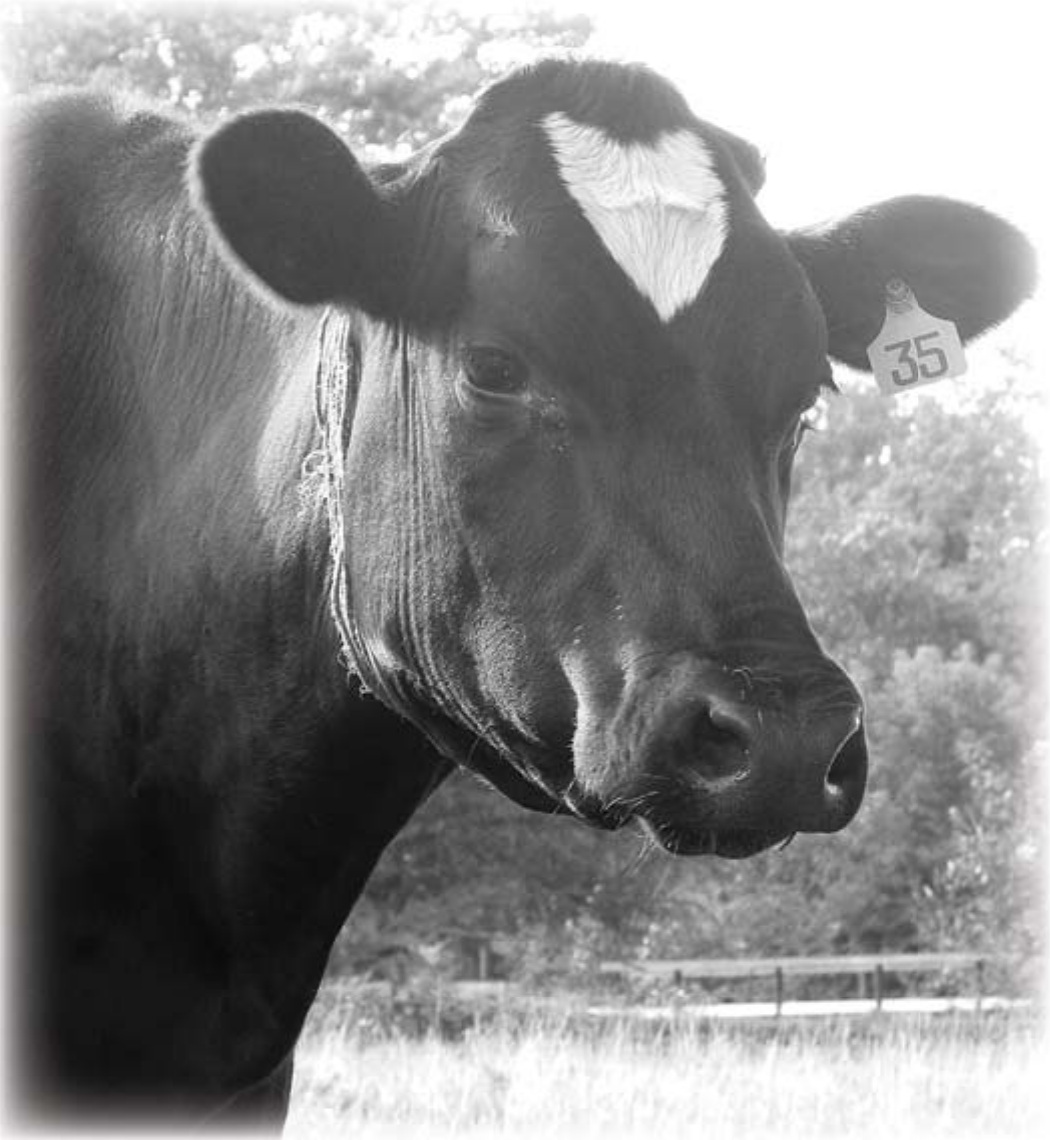 Black-and-white photograph of a Holstein cow wearing ear tag 35