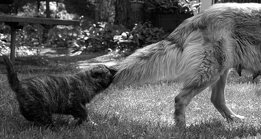 Black-and-white photograph of a cat biting the tail of a shaggy dog