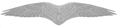A bird spreads its wings.
