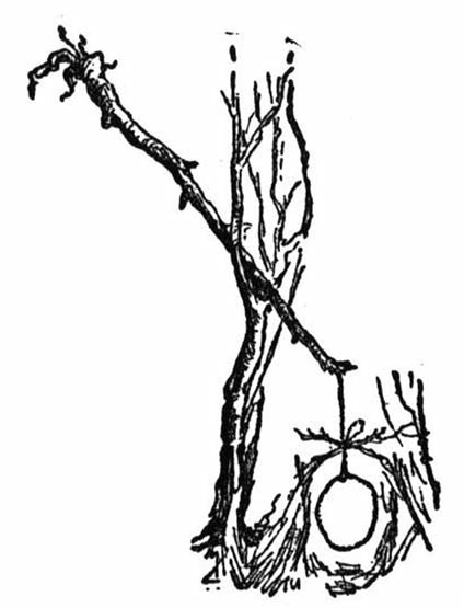 An illustration of a bent sapling snare