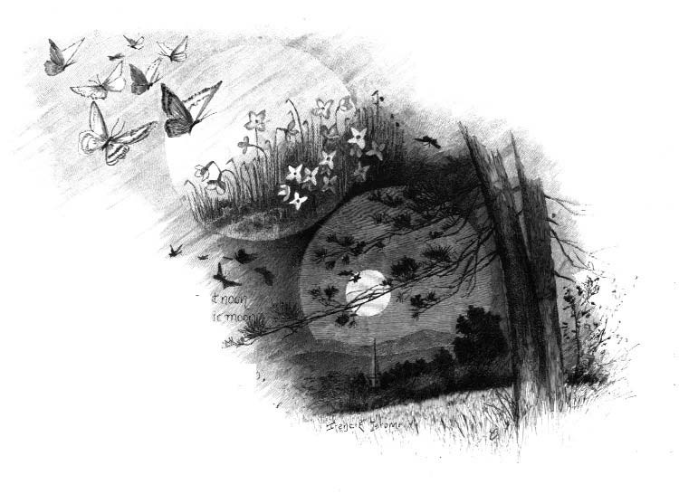 Butterflies, flowers and a moon in a collage