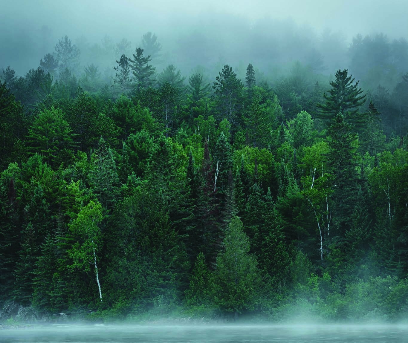 A misty evergreen forest beside a lake