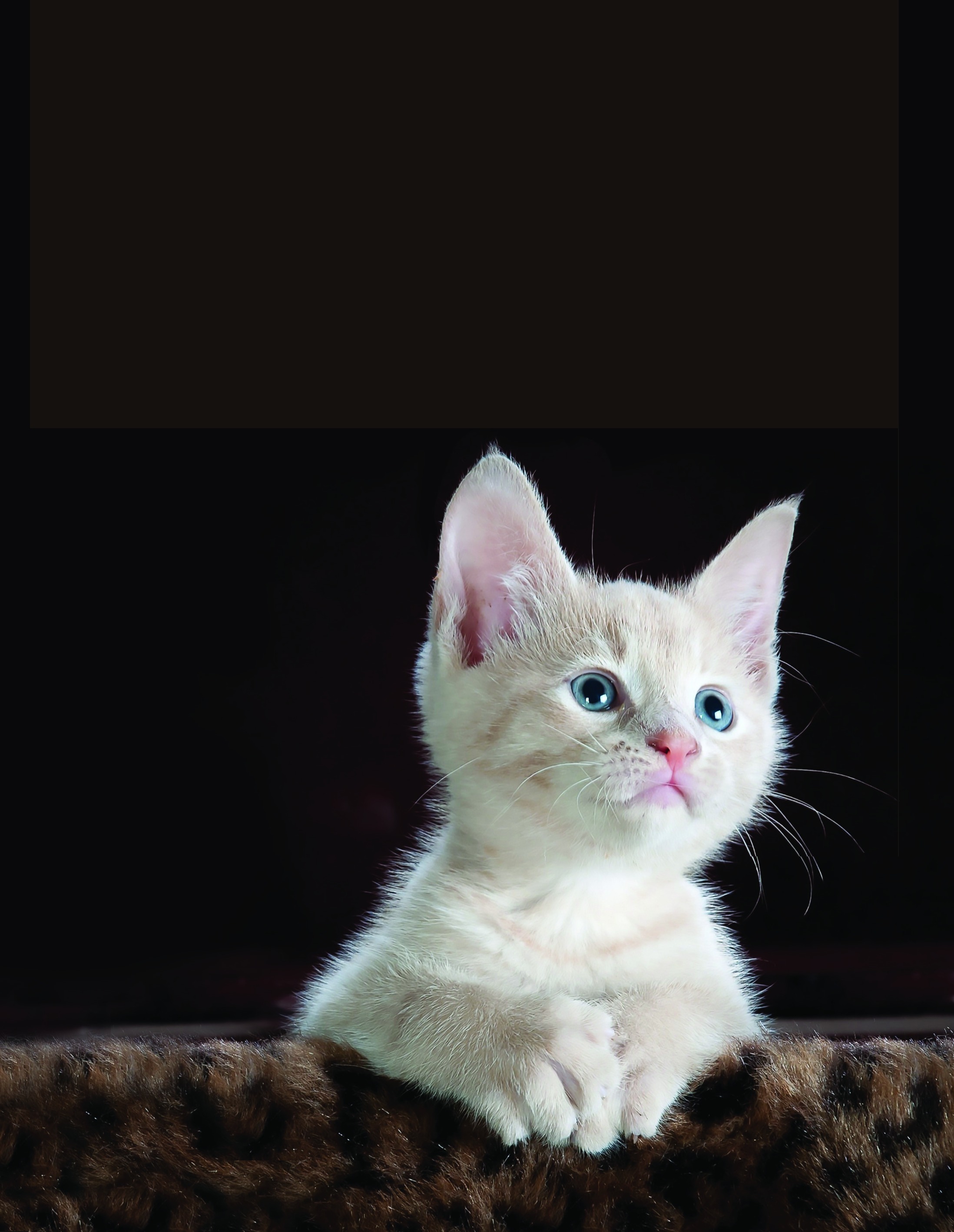 A pale kitten with blue eyes sitting on a brown blanket