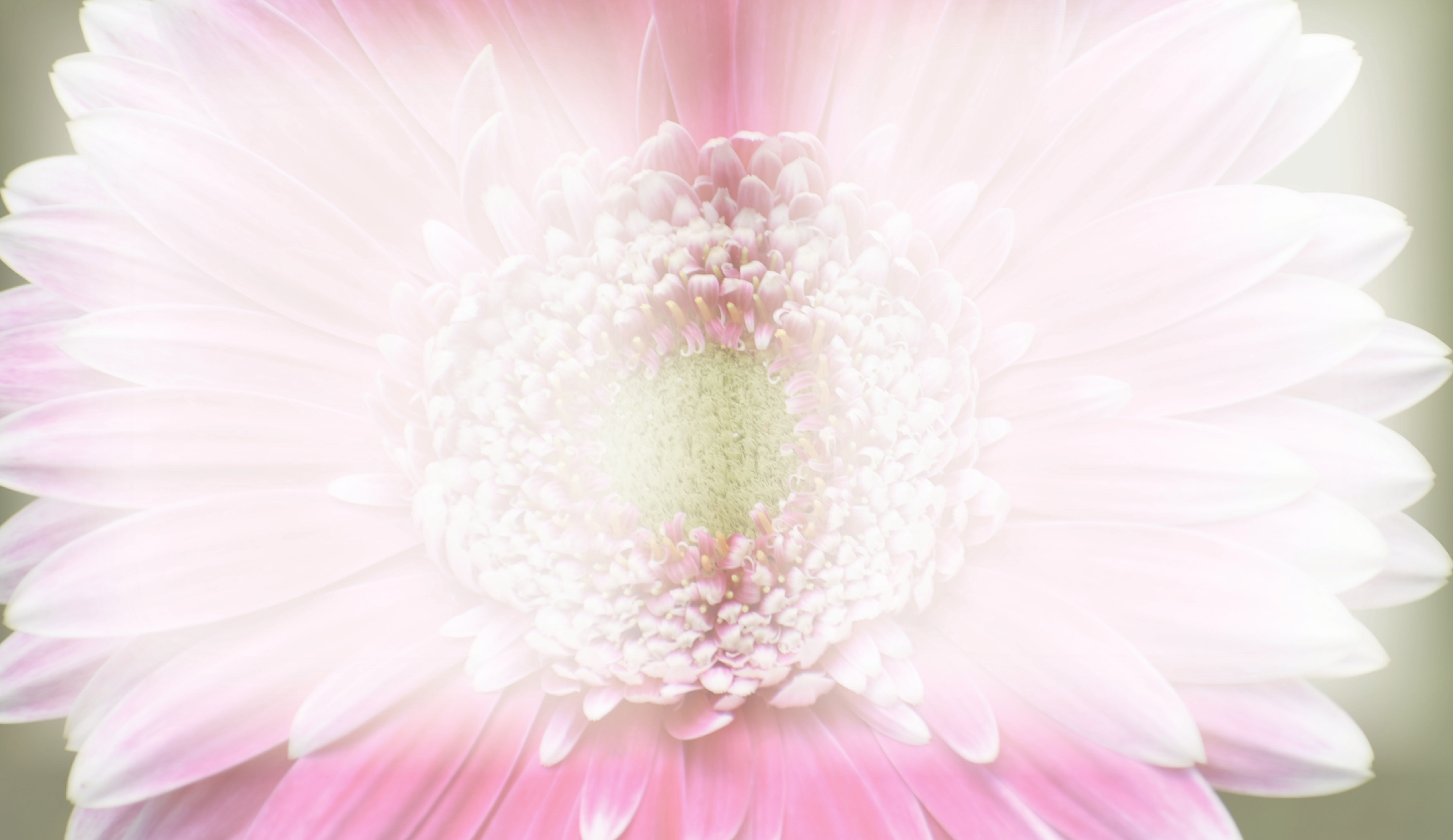 A close-up of a pink flower spanning the article’s two-page background