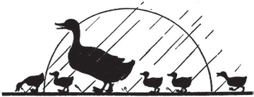 A duck and several ducklings walking through rain.