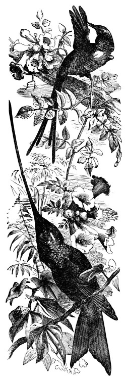 Two birds among flowering branches