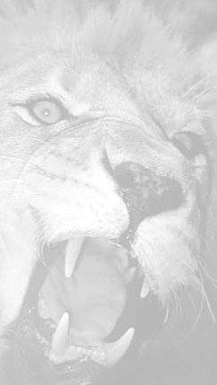 Close view of a roaring lion.