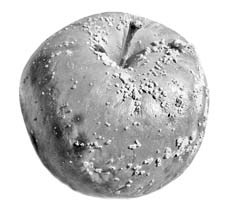 Spotted apple