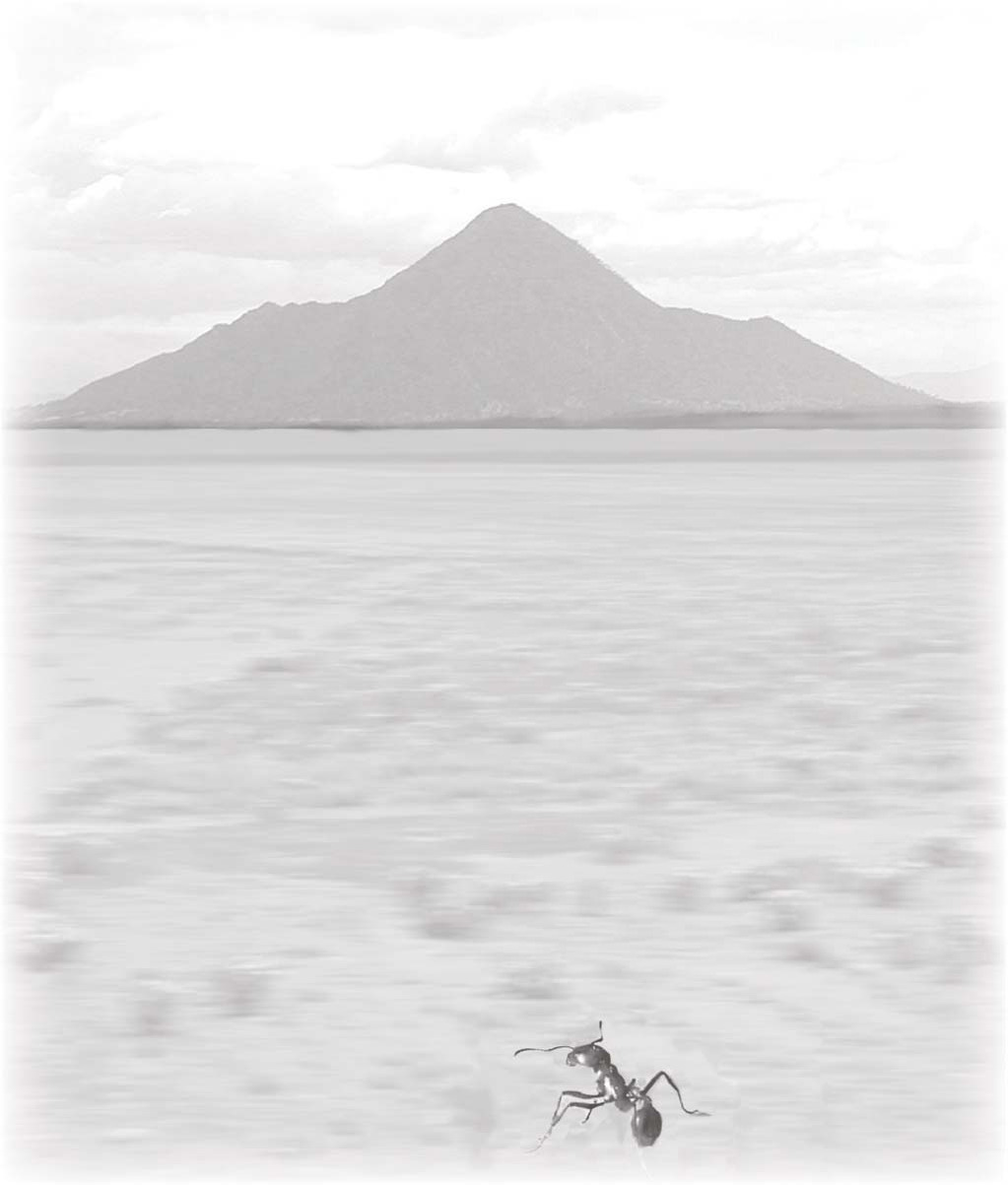 Faded mountain rising beyond water, with an ant near the bottom