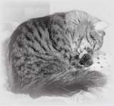 A tabby kitten curled up