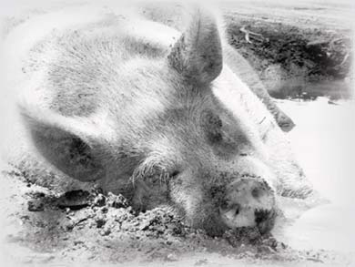 A pig lying in a muddy area