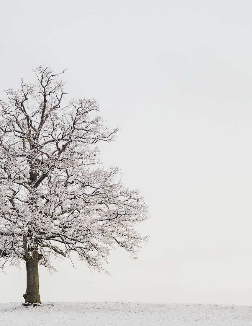 A lone bare tree in a snowy field