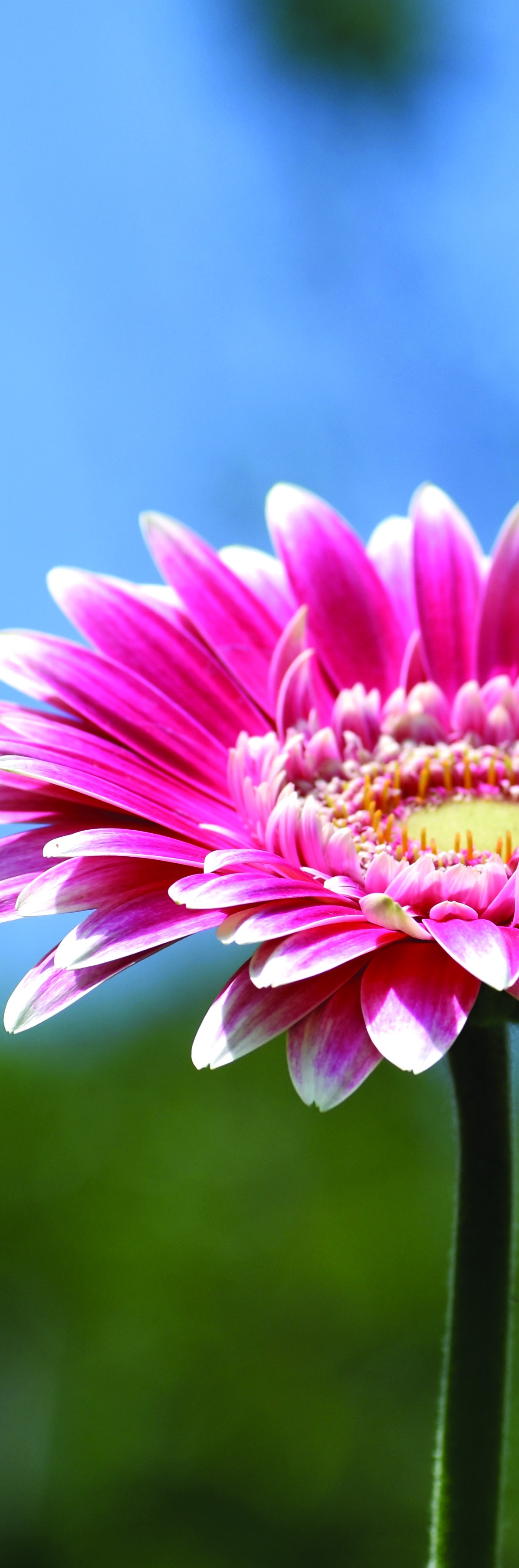 A vivid pink flower against a blue and green background