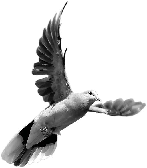 A dove flying toward an outstretched hand