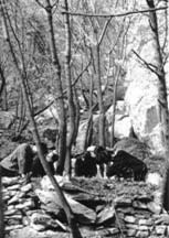 A group of people gathered among trees and rocks