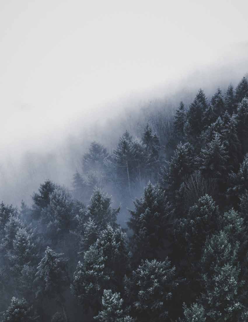 Misty evergreen forest