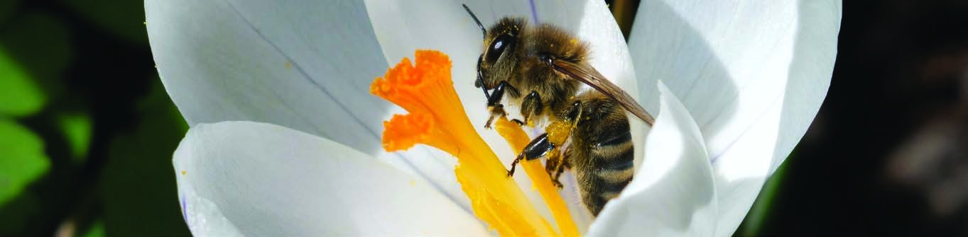 A bee on a white flower